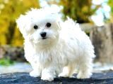 Miniboy Maltese Terrier