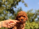 RED TOY POODLE YAVRULAR
