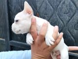 Yeni Evler İçin Fransız Bulldog Yavruları