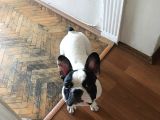 8 aylık ücretsiz french bulldog