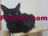 Kara kız yeni evini arıyor maine coon kedi