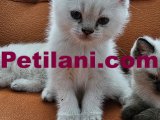 20 Nisan Doğumlu Harika British Shorthair Yavruları 