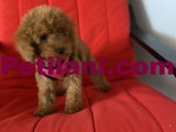 Sevimli Orjinal Toy Poodle Yavrular