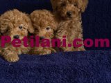 Orjinal Toy Poodle Bebeklerim