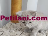 British Shorthair saf (cream british)