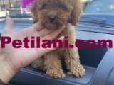 Eğitimli Toy Poodle Yavrularım