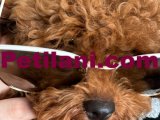 Erkek 5 aylık toy poodle 