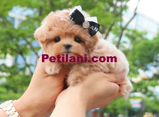 MALTIPOO BEBEKLERIM