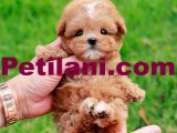 TOY POODLE YAVRULARIM