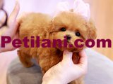 TOY POODLE YAVRULARIM