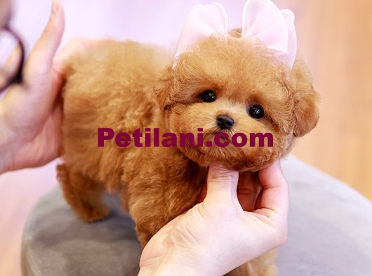 TOY POODLE YAVRULARIM