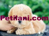 TOY POODLE YAVRULARIM