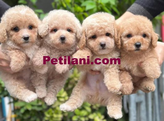 MALTIPOO BEBEKLERIM