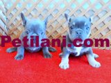 BLUE QUAD VE BLUE AND TAN FRENCH BULLDOG YAVRULAR İZMİR