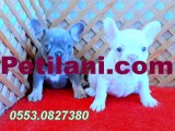 LİLAC AND TAN PLATİNUM FRENCH BULLDOG YAVRULAR