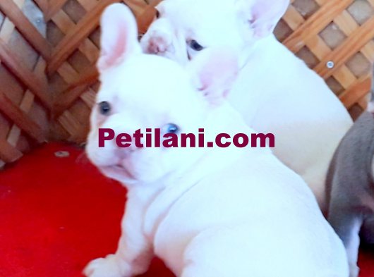 LİLAC AND TAN PLATİNUM FRENCH BULLDOG YAVRULAR 05530827380